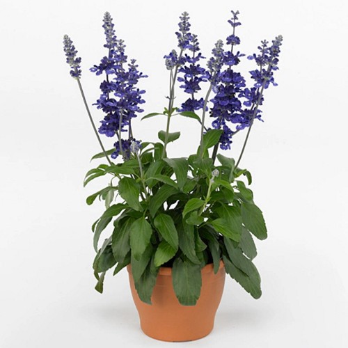 Salvia 'Rockin True Blue' - Salvei 'Rockin True Blue' P9/0,55L